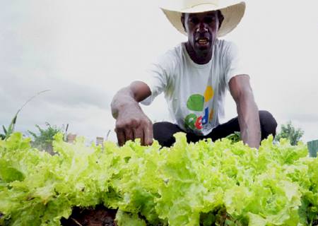 Fitossanidade: medidas sustentáveis contribuem para acessar mercado consumidor mais exigente