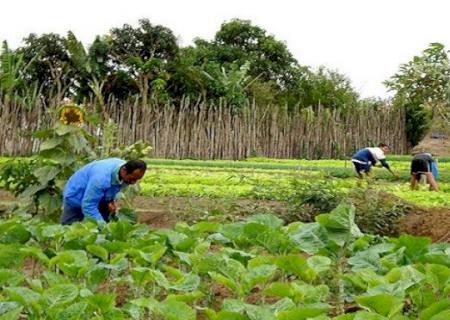 Pequenos e médios agricultores têm linha de crédito especial para enfrentar prejuízos com a Covid-19