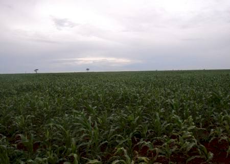 Proprietário rural em Bataguassu recebe multa de R$ 28 mil por desmatamento