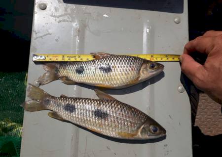 PMA multa pescador em R$ 2,5 mil pela pesca de dois peixes da espécie piau