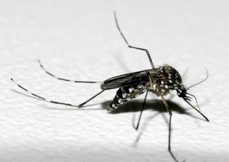 MS soma 34 mortes por dengue e Estado tem a segunda maior incidência do país