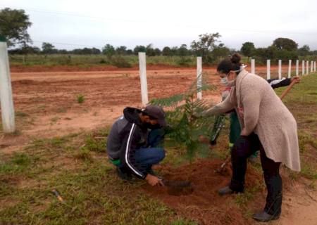 Sedema realiza plantio de 12 mudas de jacarandá-mimoso na área do transbordo municipal