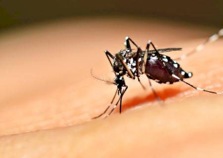 Fiocruz retoma projeto com mosquitos que combatem a dengue