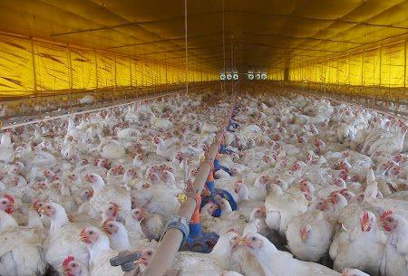 Exportações de carne de aves em MS aumentam em 25% no primeiro semestre