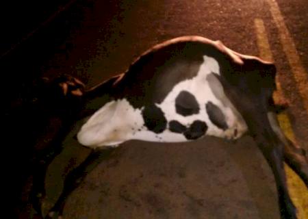 Mantida condenação de dono de animal que causou acidente com morte em rodovia de Angélica