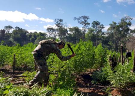Senad destrói 201 toneladas de maconha nas proximidades do Paraná e Mato Grosso do Sul