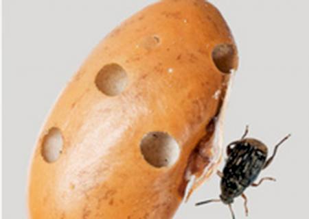 Memórias de um caruncho