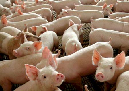 Abate de suínos cresce no 2º trimestre e chega a 12 milhões
