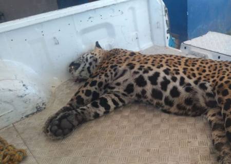 Ameaçada de extinção, onça-pintada morta atropelada é recolhida pela Polícia Ambiental