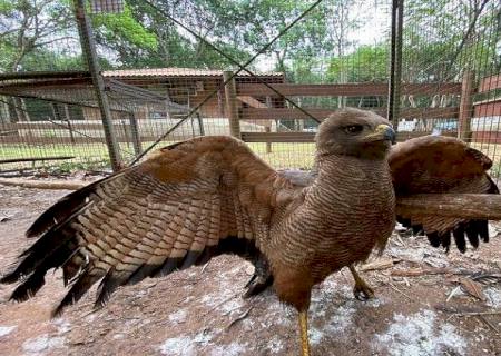 Em dez dias, 17 animais silvestres receberam atendimento da equipe do Cras