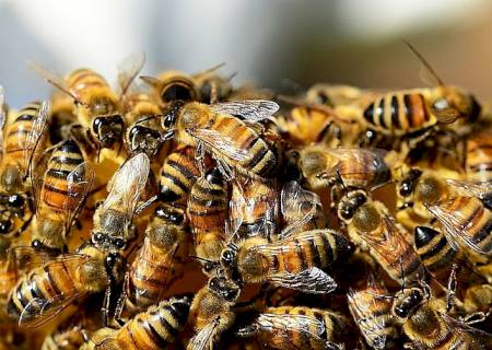 Mecânico morre após ataque de abelhas em área rural em Três Lagoas