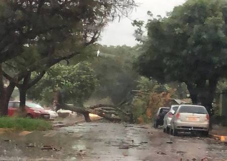 Chuva e vento forte derruba árvores nesta segunda-feira em Dourados