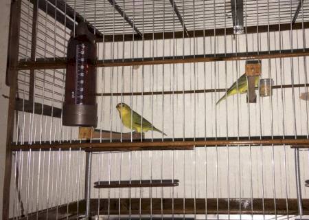 Em Dourados, mulher é multada em R$ 2,5 mil por criar aves em cativeiro
