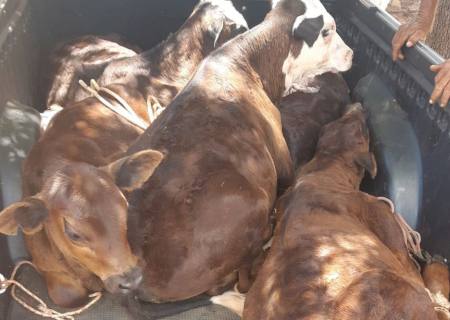 Polícia Civil recupera cinco cabeças de gado e esclarece crime de abigeato