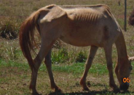 Proprietário rural é multado em R$ 10 mil por deixar cavalos sem alimento
