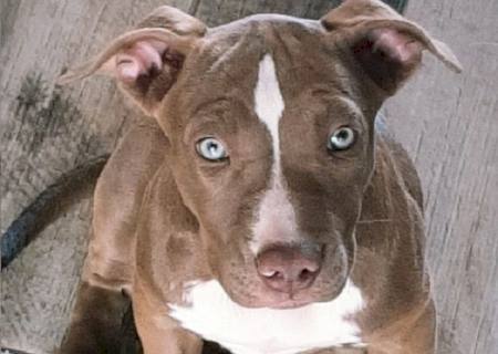 Mulher é presa em flagrante suspeita de agredir filha e matar filhote de pit bull