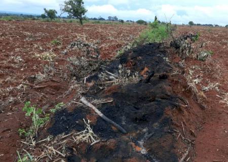 Paulista é autuado em R$ 51,6 mil por derrubada de árvores e incêndio ilegal da vegetação nativa