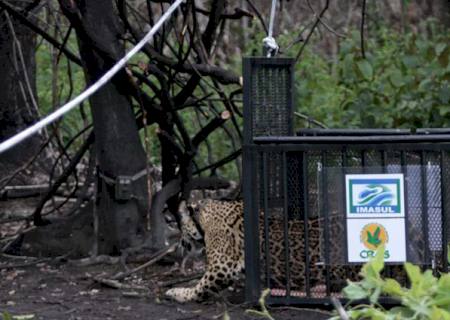 Onça resgatada em incêndio do Pantanal é devolvida à natureza