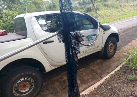 Técnicos da Iagro monitoram focos de raiva em bovinos na região de Cassilândia