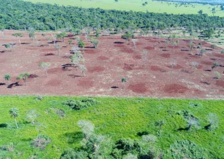 Polícia Ambiental autua infrator em R$ 56 mil por desmatamento ilegal