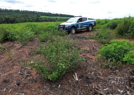 PMA de Costa Rica multa infrator em R$ 50 mil por explorar madeira em desacordo com a licença ambiental