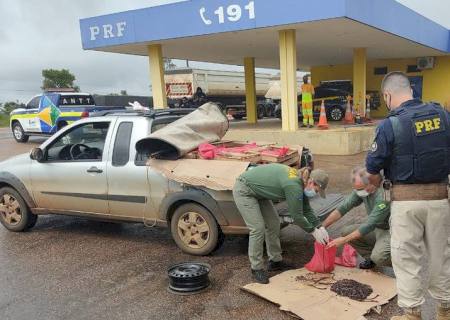 Homem é multado em R$ 7 milhões por transporte de minhocuçus em MS