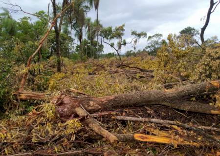 Polícia Ambiental de Bela Vista aplica multa de R$ 5,8 mil por desmatamento ilegal