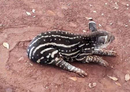 Polícia Militar Ambiental recolhe filhote de anta em fazenda de Nova Alvorada do Sul