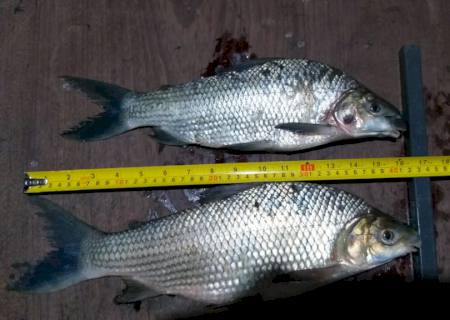 Pescadores amadores são presos por pesca predatória em MS