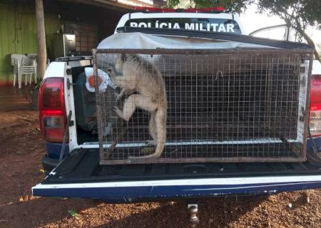 PMA em Bela Vista captura em fazenda bugio fêmea com características de ser domesticada