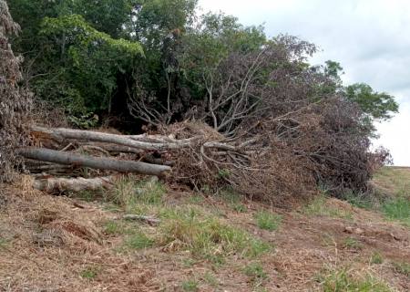 Polícia Ambiental autua pecuarista em R$ 36 mil por derrubada ilegal de diversas árvores