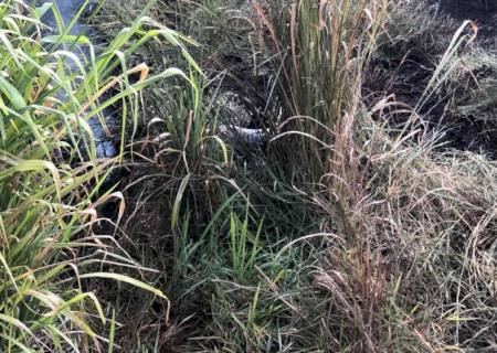 Mulher achada carbonizada estava com a calcinha abaixada e lesões na cabeça