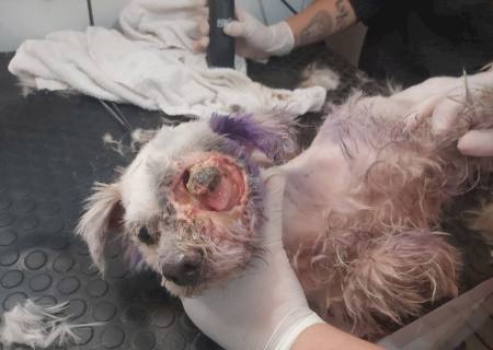 Polícia Ambiental resgata poodle extremante debilitado com órgão já em putrefação