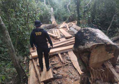 DOF apreende mais de 50 metros cúbicos de madeira ilegal em Assentamento de Itaquiraí