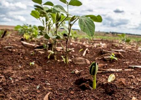 Saiba mais sobre o vazio sanitário da soja e calendário de semeadura em MS