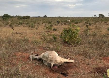 Arrendatário é multado em R$ 35 mil por deixar gado sem alimento na região de Três Lagoas