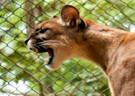 Governo sanciona lei que define as normas para proteção da fauna de MS