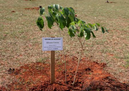 Vítimas da Covid-19 em Nova Andradina são homenageadas com plantio de árvores