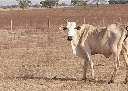 Pecuarista é multado em R$ 12 mil por deixar gado sem comida em MS