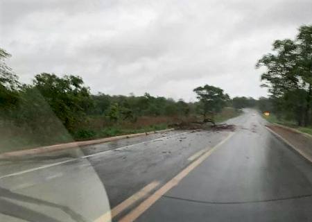 Chuva e vento forte derrubam árvores na BR-267