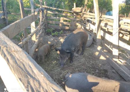 Proprietário rural é autuado por criação ilegal de javalis em Bela Vista