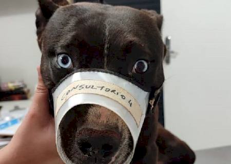 Em Jateí, homem é autuado por tentar castrar cachorro sem habilitação profissional e sem anestesia