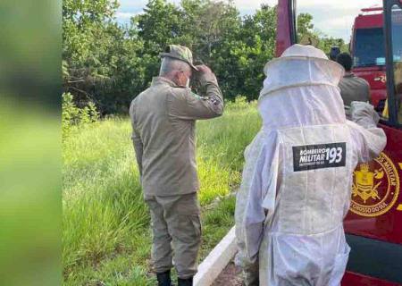 Homem morre após ser atacado por abelhas em Campo Grande