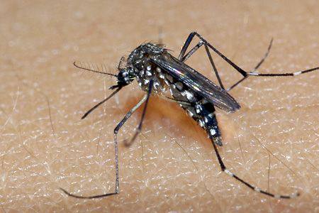 Mato Grosso do Sul se aproxima dos 1 mil casos suspeitos de dengue