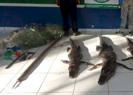 Dupla paraguaia é presa por caça de quatro jacarés e por pescar na Piracema