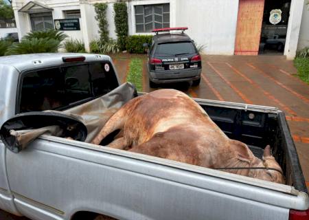 Dupla é presa por furto e abate de gado na região de Casa Verde