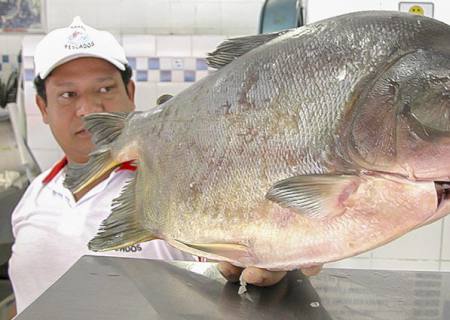 Páscoa: Procon aponta diferença de 189,71% no preço do chocolate e 75,97% no pescado