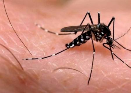 Casos de dengue em todo o país aumentam 95% em relação a 2021
