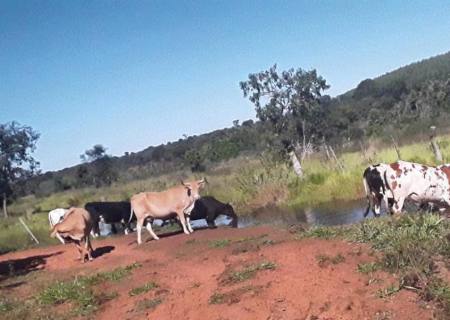PMA autua arrendatário por manter gado degradando área protegida de matas ciliares de córrego