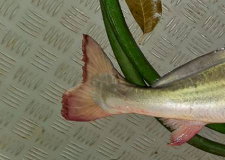 PMA de Naviraí autua pescador por pesca ilegal no rio Paraná